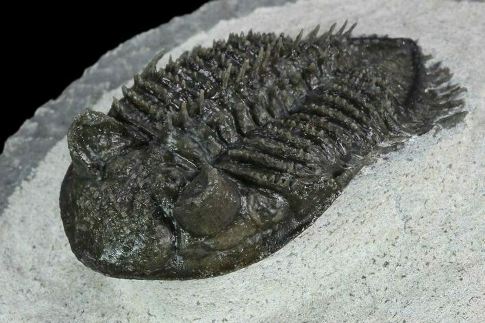 Tower-Eyed, Spiny Erbenochile Trilobite - Jbel Ou Driss, Morocco #125175
